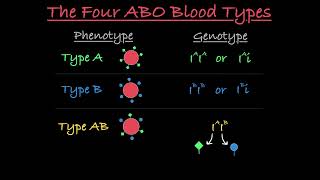 Blood Type Genetics Explained [upl. by Selby]