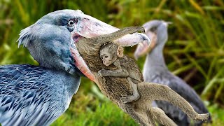 Unbelievable Moments Shoe Billed Storks Hunt And Devour Their Prey [upl. by Sorgalim441]