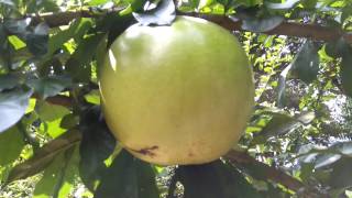 Calabash Tree Crescentia cujete [upl. by Eloisa654]