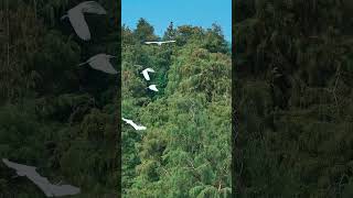 Egretta garzetta and Taxodium distichum  uav djimini3pro [upl. by Darees]