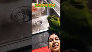 Angan Mein swimming pool funny parrot cute birds christmas dance pets transition 🥰🥰🥰 [upl. by Ynaffik983]