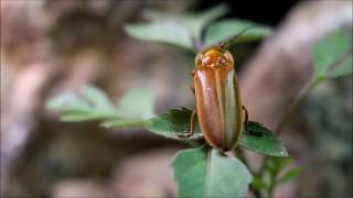 Lampyridae Lampyrinae vagalume [upl. by Ninette]