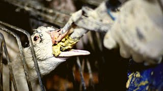 HOW Is Foie Gras OBTAINED 🦢 Knowing This Will CHANGE Your Look At Foie Gras FOR EVER [upl. by Lenette]