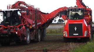 Grimme  Holmer  Ropa    Rübenernte amp Verladung  Harvesting amp Loading Beets 2024 pt1 [upl. by Emmye]