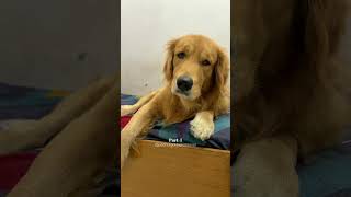 The Story of Chips dog goldenretriever doglover puppy shorts [upl. by Atiluj]