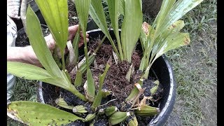 Repotting huge Coelogyne asperata fragrant species orchid [upl. by Ainival]