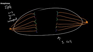 Understanding Ploidy and Mitosis at All Stages [upl. by Casie96]