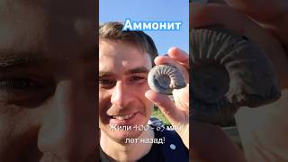 Аммонит ammonite [upl. by Conni52]