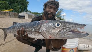 How To Catch amp Clean  Giant Barracuda Jam🇯🇲 Spearfishing [upl. by Yssim]