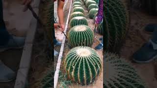 cactus fruit cactusflower nature cactusworld flowers satisfying bestvideo [upl. by Ungley]