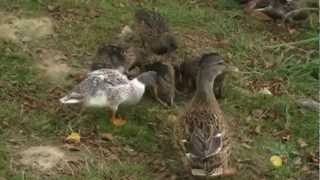 Le chant des canards [upl. by Meara]