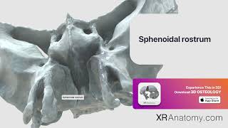 Sphenoidal rostrum of sphenoid bone [upl. by Saidel289]