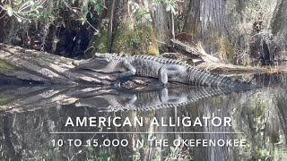 Kayaking with Alligators in the Okefenokee Swamp [upl. by Reffinnej]