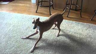 The Italian Greyhound and a whoopee cushion [upl. by Cheri]