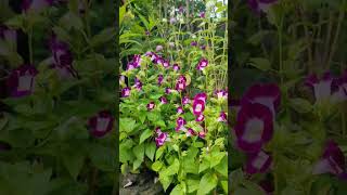 Mimulus flower 🌼flowers love nature [upl. by Mahtal]