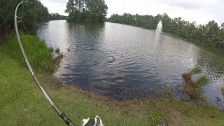 Carp Fishing with Bread [upl. by Sej347]