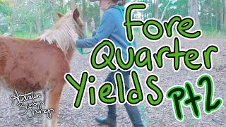 Part 2 Forequarter Yields🐴 Australian Horse Training [upl. by Laureen]