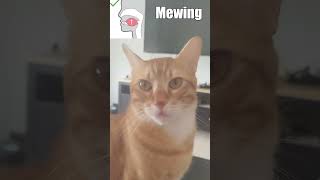 my cat learned how to mew mewing cats cat meme memes funnycats funny kittens kitten [upl. by Ingaberg]