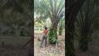 Palm Oil HARVESTING Secrets You Wont Believe part 19 palmoil palmoilplantation palmoilfarming [upl. by Antoinette]