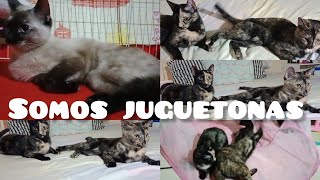 somos reinas y somos la felicidad de nuestra familiamexico tiktok gatitos argentina inglaterra💕 [upl. by Sugar]