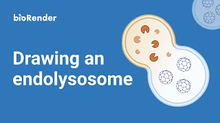 Drawing an endolysosome [upl. by Leva]