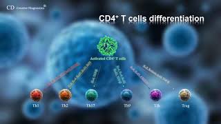 CD4 T cell differentiation [upl. by Eelyam]