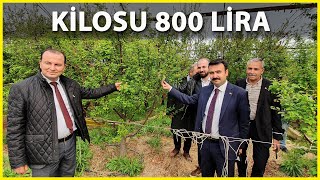 Mutta Örtüaltı Erik Hasadı Başladı [upl. by Tsenrae]