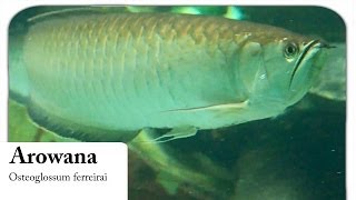 HD Arowana  Gabelbart  Osteoglossum ferreirai [upl. by Neenaej]