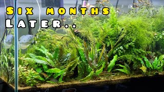 Was my neighbours DIRTED TANK a SUCCESS  6 Month Update [upl. by Emera]