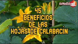 45 Beneficios de las Hojas de Calabacín [upl. by Hui34]