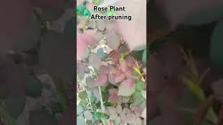 After pruning result Rose plant 🌵 Gardening ytshorts [upl. by Nanyt]