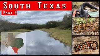 South Texas Weekend Part 2 Flipping Cateyed Snakes Indigos a milksnake and more [upl. by Hillyer]