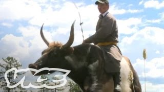 Racing Giant Yaks in Mongolia [upl. by Gulgee]