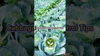 Cabbage pest control tips for your garden and your vegetables shortvideo youtubeshorts garden [upl. by Elocim730]