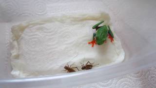 red eye tree frog eats cricket part 2 [upl. by Loggins653]