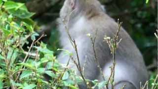 Formosan rock macaque [upl. by Warthman]