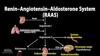 The Renin–Angiotensin–Aldosterone System RAAS Animation [upl. by Leirbma162]