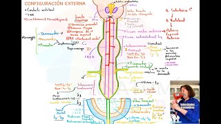 La Neurocantina Configuración externa de médula espinal [upl. by Oned498]