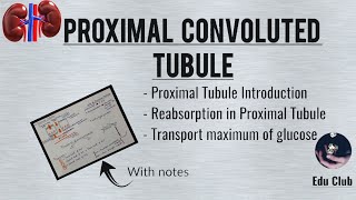 Proximal Convoluted Tubule  Tubular Reabsorption  Transport Maximum for Glucose  Renal Physio [upl. by Assej639]