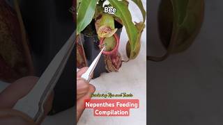 My Nepenthes feeding compilation 🐝👾 nepenthesplant pitcherplants carnivorousplants nepenthes [upl. by Yrod326]