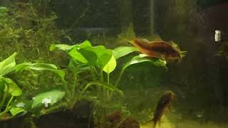 gold lasers spawning aquarium corydoras breeding fish breedingtank gold laser corydoras [upl. by Suoicul]