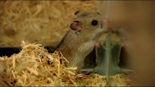 Mating Gerbils [upl. by Radke376]