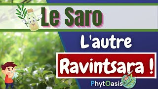 Vraiment Une Huile Essentielle capable de remplacer le Ravintsara [upl. by Atiken]