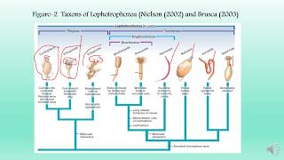 Lophotrochozoa and Phylum Cycliophora [upl. by Jacobina]