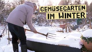 Gemüsegarten im Winter  gibt es jetzt wichtige Arbeiten Probleme mit Wühlmäusen [upl. by Kcirrag]