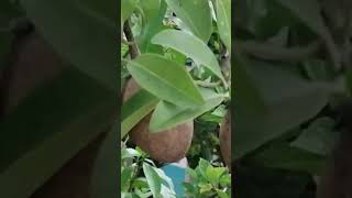 youtubeshorts  Sweet Sabeda Fruit ampTree😋 [upl. by Ive]