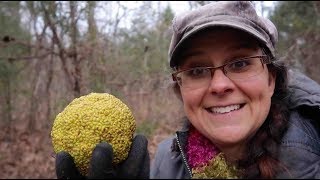 FREE Medicine is All Around Foraging for Usnea [upl. by Taimi33]