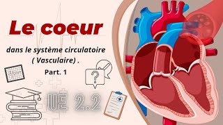 Le Cœur dans le Système Circulatoire UE 22 Semestre 1 partie 1 [upl. by Rooke]