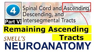 Chp4G Remaining ASCENDING Tracts  Spinocerebellar  Spinotectal  Spinoolivary  Spinoreticular [upl. by Eiramaneet906]