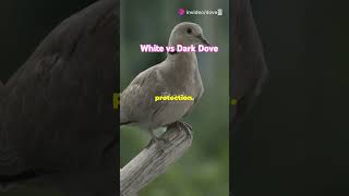 White vs dark Dove Symbolism facts [upl. by Vassell]